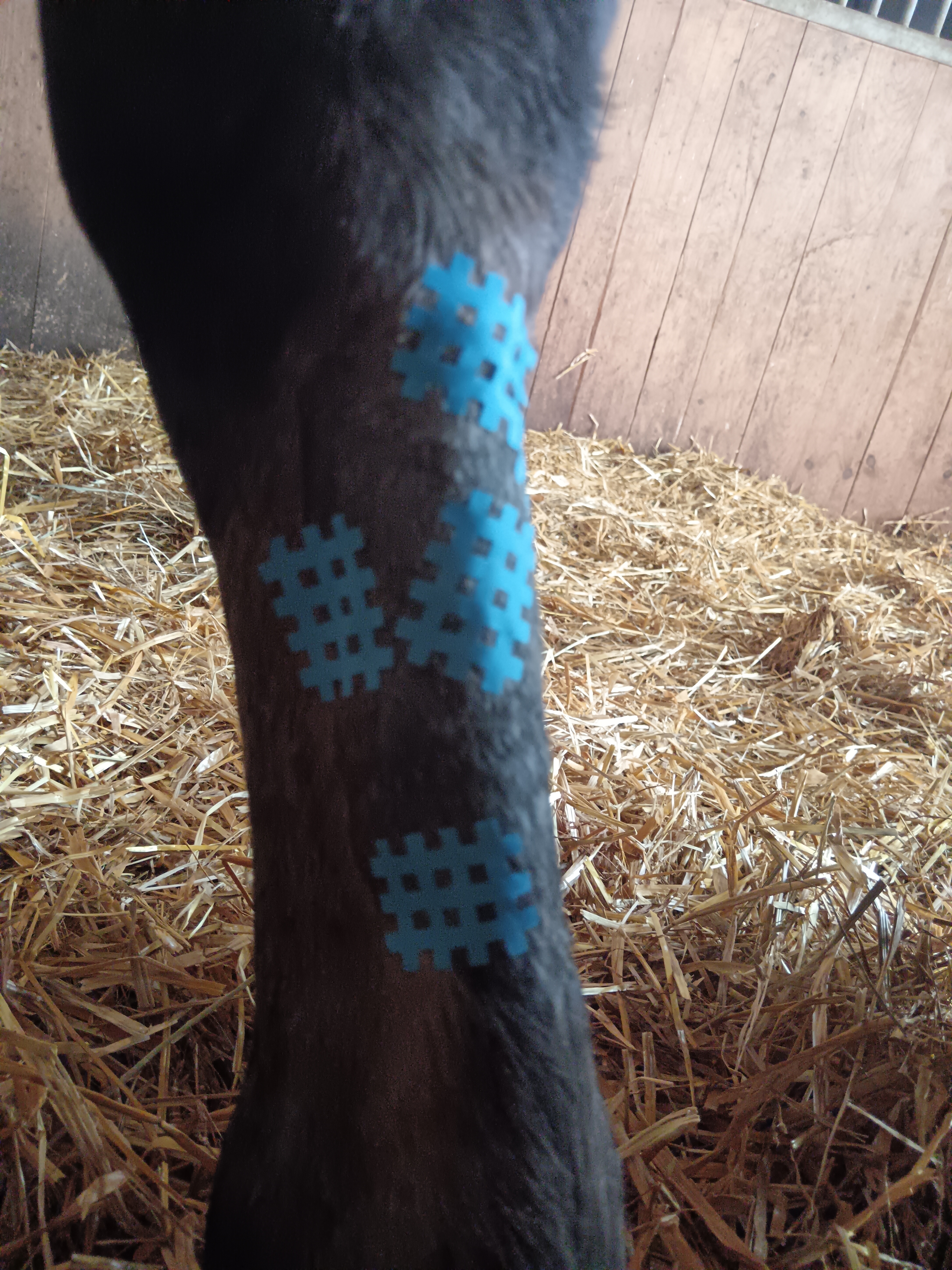 Kinesiologie-Tape am Pferdebein